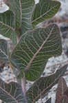 Pinewoods milkweed